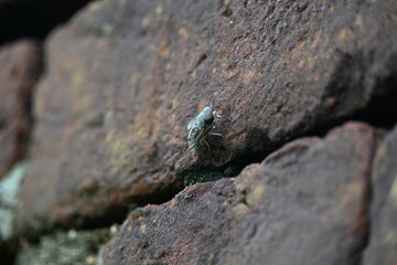 Hybomitra expollicata or striped horsefly. It is a palearctic species of horse fly in the family tabanidae.