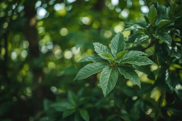 Obraz premium Out-of-focus foliage serving as a backdrop