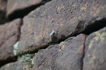 Hybomitra expollicata or striped horsefly. It is a palearctic species of horse fly in the family tabanidae.