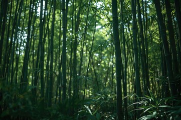 Naklejka premium Blurred Lights Amongst Bamboo Trees