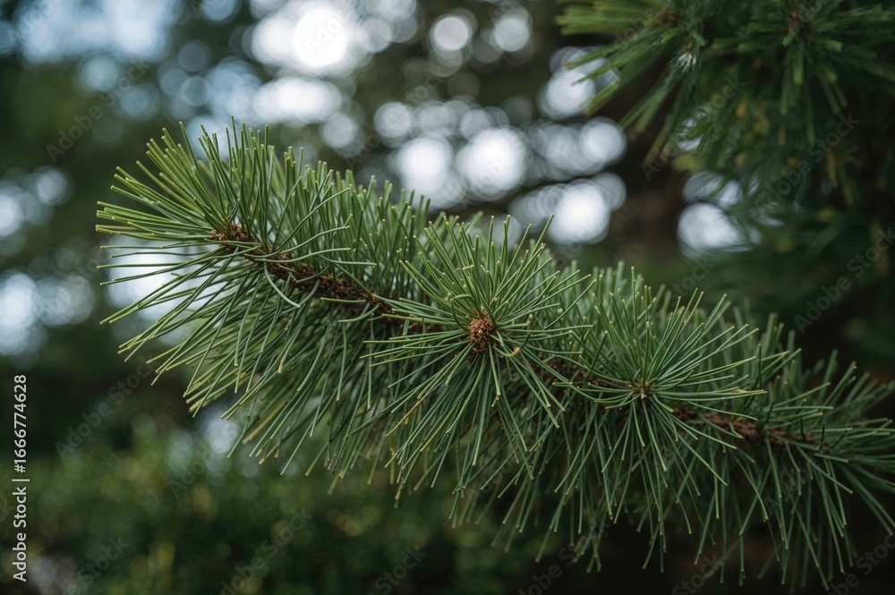 Poster blurred close-up of a coniferous tree branch with a vibrant green backdrop