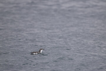 Naklejka premium The long-billed murrelet (Brachyramphus perdix) is a small seabird from the North Pacific. This photo was taken in Japan.
