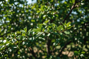 Backdrop of a tranquil garden featuring a flourishing green tree bursting with new leaves, reflecting the rich essence of summer's nature and offering a wholesome, nourishing harvest for agriculture