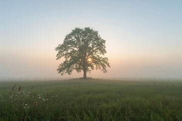 Obraz premium At dawn, a solitary beautiful tree stood in a misty field.