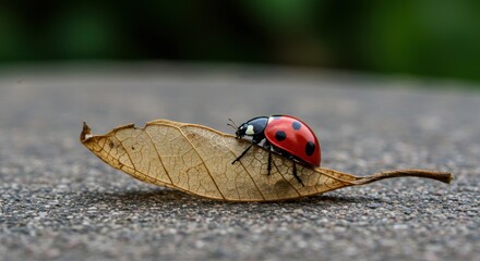 baby ladybug - A vibrant ladybug perched on a dry leaf, showcasing its striking red and black colors against a blurred green background, symbolizing nature's beauty and resilience