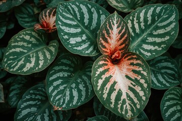 Ornamental caladium from the Araceae family with vibrant two-tone leaves in a garden setting