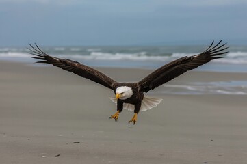 Naklejka premium Majestic bald eagle gliding over sandy shore with wings wide and claws ready to grasp