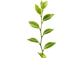 Fototapeta premium Close-up of a plant stem with vibrant green leaves