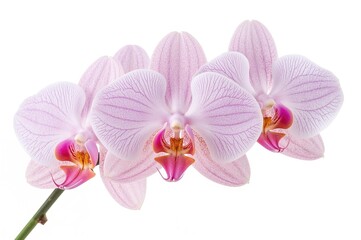 Fototapeta premium Gorgeous orchid blooms set against a plain white backdrop