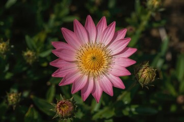 Obraz premium Stunning Cymnocalycium bloom in a garden setting for photography use