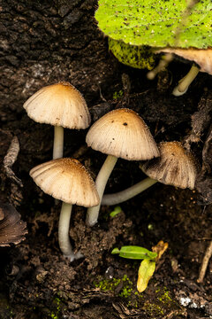 A cluster of wild mushrooms in the forest undergrowth 