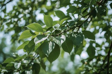 Lush green and white foliage against a soft-focused natural backdrop