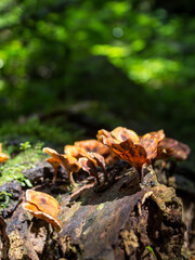 Orange brown trumpet shaped fungi, growing on fallen, decomposing tree trunks, in a sunny patch of the Forest floor of the forests of Magoebaskloof in Souh Africa.