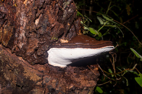 A large woody Ganoderma Applanatum, commonly known as an Artist Conk, growing on a dead tree in the dark forests of Magoebaskloof, South Africa.