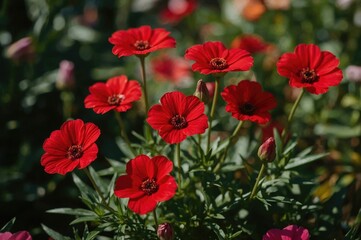 Fototapeta premium Stunning Macro Shot of Scarlet Blooms in a Garden