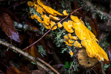 A bright orange crust fungus, most likely Stereum Complicatum, growing on old, abandoned wood logs 