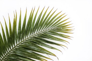 Obraz premium Elegant palm frond against a white backdrop