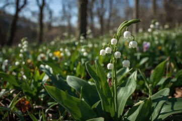 Fototapeta premium Gorgeous spring garden bloom of lily of the valley