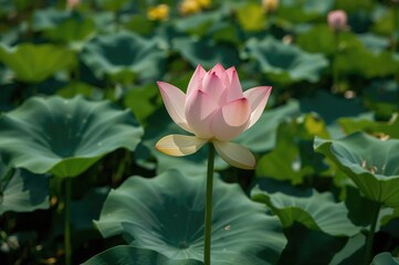 Obraz premium Gorgeous Lotus Blooming in a Garden Setting