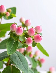 Hypericum berries background