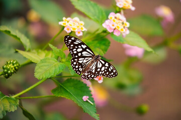 Vulnerability in bloom: a butterfly with delicate wings pauses on lantana flowers, weightless in the warm air. A quiet moment of balance between motion and fragility. Nexo, Denmark