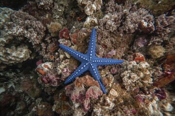 A vibrant blue starfish (Linkia laevigata) attached to a colorful coral reef slope in a tropical ocean region.
