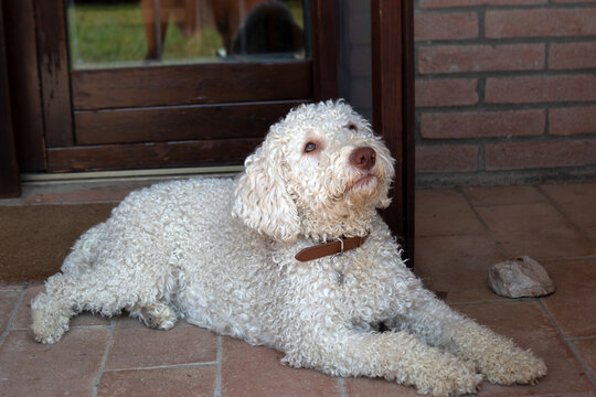 Cane Lagotto Romagnolo bianco sdraiato a terra sul pavimento di un patio esterno mentre guarda con attenzione e affetto il suo padrone, cane da tartufo con pelo riccio e collare marrone