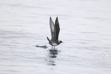 Pomarine jaeger (Stercorarius pomarinus), pomarine skua, or pomatorhine skua, is a seabird in the skua family Stercorariidae. It is a migrant, wintering at sea in the tropical oceans.