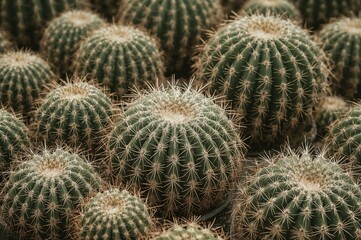 A variety of cacti displayed in a natural garden setting, marked as organically cultivated and ready for sale.