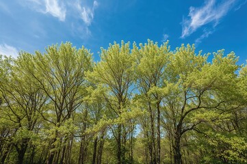 Springtime view of ash trees under a clear blue sky.