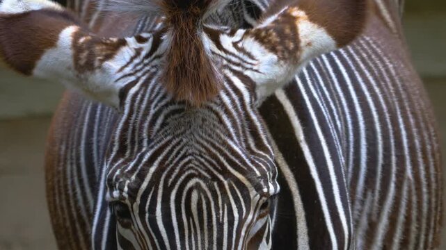 Very close up of a zebra head and snout on a sunny day