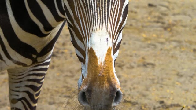 Very close up of a zebra head and snout on a sunny day