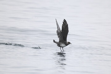 Pomarine jaeger (Stercorarius pomarinus), pomarine skua, or pomatorhine skua, is a seabird in the skua family Stercorariidae. It is a migrant, wintering at sea in the tropical oceans.