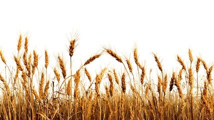 Beautiful Wheat Field Border on White Background for Creative Design Projects