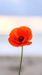 Naklejka premium Single vibrant poppy against soft pastel sky