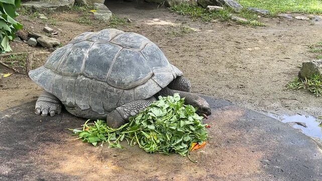 Aldabra Giant Tortoise Geochelone gigantea biting food while slowly lifting its head to chew before lowering it back to a pile of green leaves at Zoo Negara Malaysia.