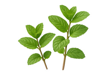 Fototapeta premium Fresh mint leaves showing vibrant green color on transparent background