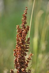A close-up of a wild plant against a green meadow background.  