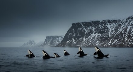 Orca whales breaching in arctic waters with snow-capped mountains in background