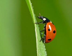 Fototapeta premium Ladybug on a blade of grass