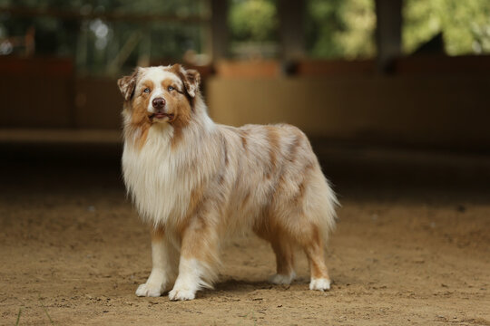 Australian Shepherd dog