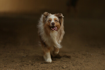 Australian Shepherd 