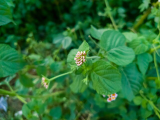 A delicate pink and white flower blooms amidst lush green foliage