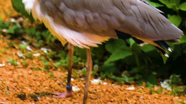 Close up of a masked lapwing bird standing and looking around on a sunny day