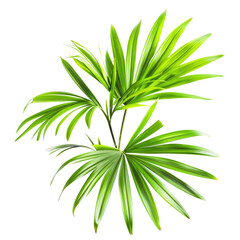 Obraz premium Vibrant tropical palm leaves
