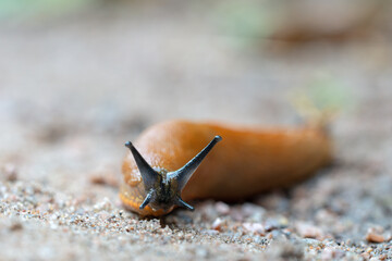 Glossy Spanish slug mollusk moving slowly over land close up. Agricultural pest damaging crops, garden invader feeding on vegetation, natural decomposer, nutrient recycling, consuming rotting plants