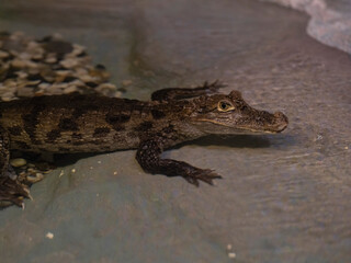 cute baby crocodile in water