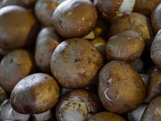 organic mushrooms on market stall
