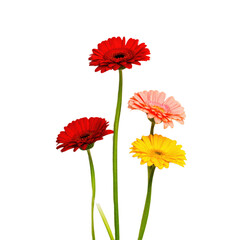 An image of four colorful gerbera daisies with red, pink, and yellow blooms against a transparent background.