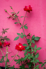Vibrant red roses bloom against a bright pink wall